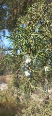 Cupressus lusitanica