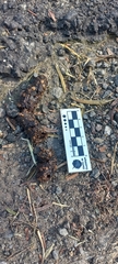 Bassariscus astutus