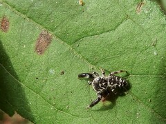 Rhene yunnanensis