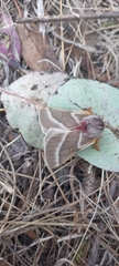 Hemileuca rubridorsa