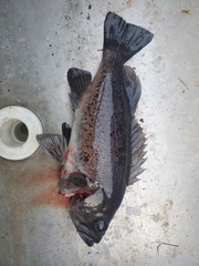 Sebastes melanops