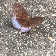 Tanaecia clathrata
