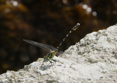 Hemigomphus comitatus