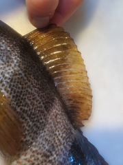 Hexagrammos decagrammus