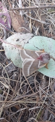 Hemileuca rubridorsa