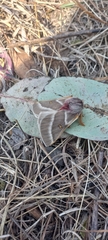 Hemileuca rubridorsa