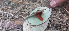 Hemileuca rubridorsa