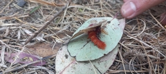 Hemileuca rubridorsa
