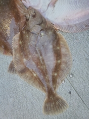 Lepidopsetta bilineata