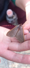 Hemileuca