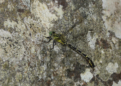 Hemigomphus comitatus
