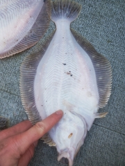 Lepidopsetta bilineata