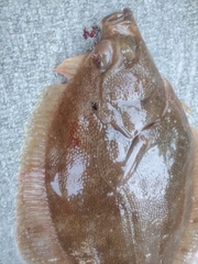 Lepidopsetta