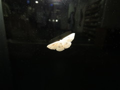 Cyclophora albipunctata