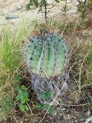 Ferocactus townsendianus