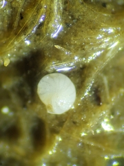 Foraminifera