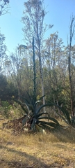 Agave salmiana