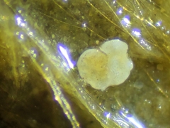 Foraminifera
