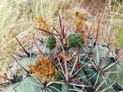 Ferocactus townsendianus