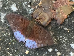Tanaecia clathrata