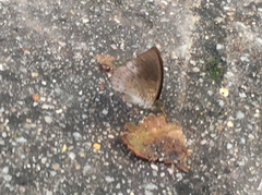 Tanaecia clathrata