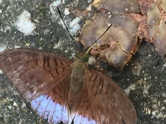 Tanaecia clathrata