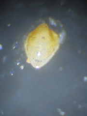 Foraminifera