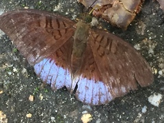 Tanaecia clathrata