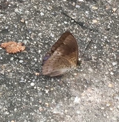 Tanaecia clathrata