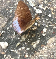 Tanaecia clathrata