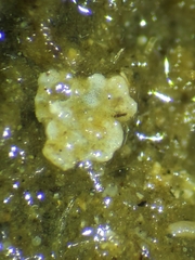Foraminifera
