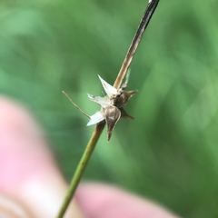 Carex echinata