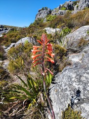 Watsonia tabularis
