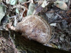 Hexagonia tenuis