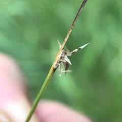 Carex echinata