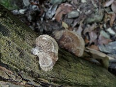 Hexagonia tenuis