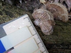 Hexagonia tenuis