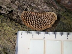Hexagonia tenuis