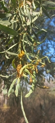 Acacia retinodes