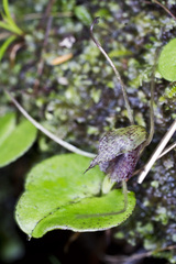 Corybas hatchii