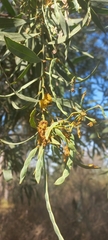 Acacia retinodes