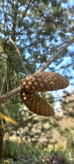 Pinus greggii