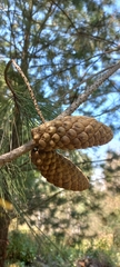 Pinus greggii