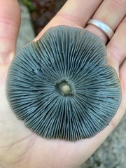 Clitocybe odora pacifica