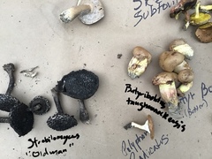 Butyriboletus