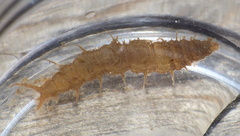 Athericidae