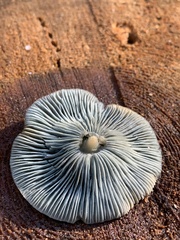 Clitocybe odora pacifica