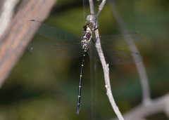 Eusynthemis nigra