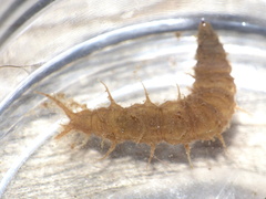 Athericidae