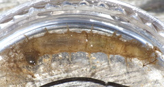 Athericidae